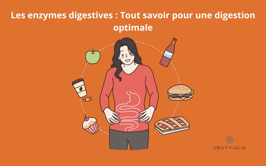 Les enzymes digestives : Tout savoir pour une digestion optimale