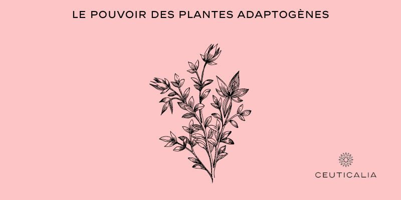 Le pouvoir des plantes adaptogènes