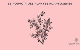 Le pouvoir des plantes adaptogènes