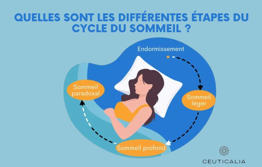 Quelles sont les différentes étapes du cycle du sommeil 