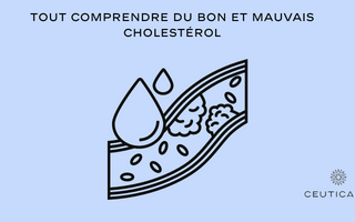 Tout comprendre du bon et mauvais cholestérol