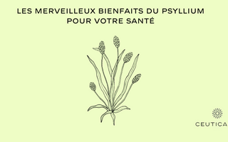 Les merveilleux bienfaits du psyllium pour votre santé