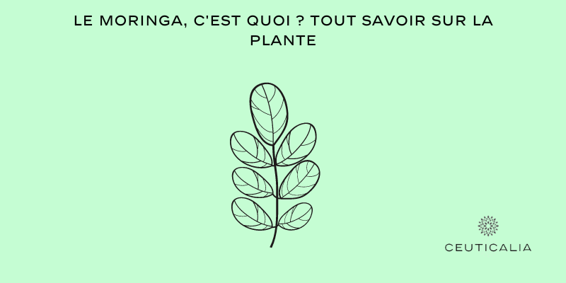 Le Moringa, c'est quoi ? Tout savoir sur la plante
