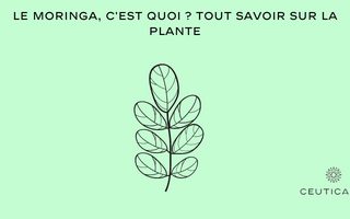 Le Moringa, c'est quoi ? Tout savoir sur la plante