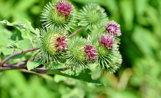 La bardane un super ingrédient naturel pour une peau saine