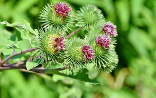 La bardane un super ingrédient naturel pour une peau saine