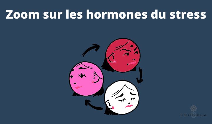 Zoom sur les hormones du stress
