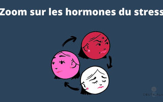 Zoom sur les hormones du stress