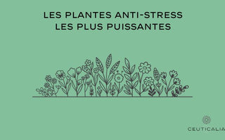 les plantes antistress les plus puissantes