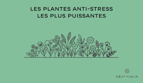 les plantes antistress les plus puissantes