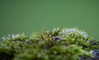 La vitamine D3 (sous forme de lichen) : un actif naturel idéal pour stimuler l’énergie et l’immunité